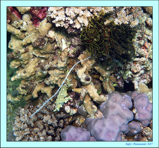 2012 - 07 - Dauin Sanctuary 29